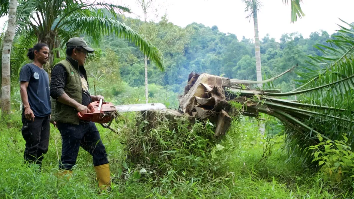 Ratusan Sawit Ilegal Ditumbangkan, TNGL Pulihkan Ekosistem Leuser.