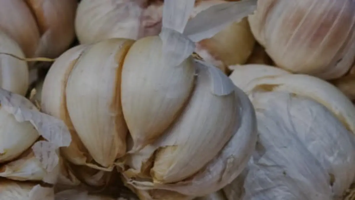 ilustrasi, bawang putih tidak sekadar bumbu dapur, namun bisa menyembuhkan beberapa penyakit. (pexels.com)