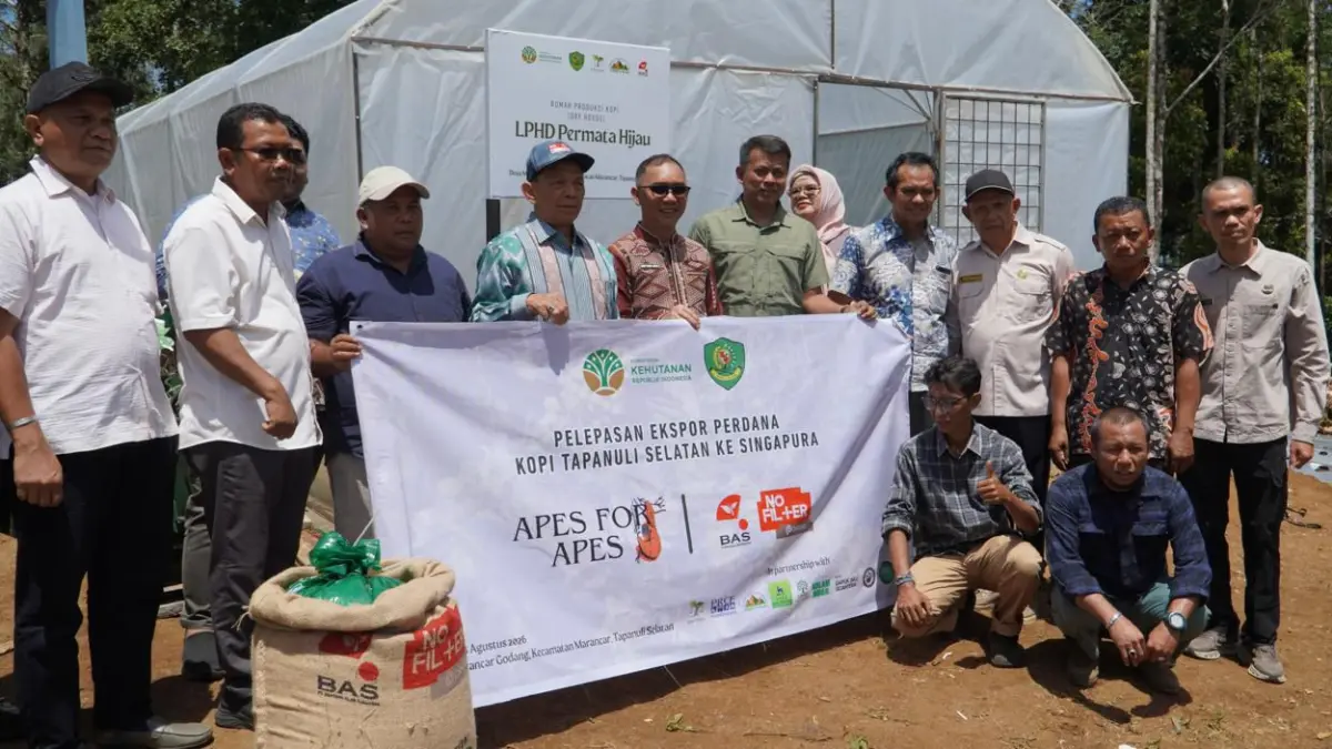 Kopi Marancar Menembus Singapura, Ekonomi Warga Tumbuh Bersama Kelestarian Hutan.