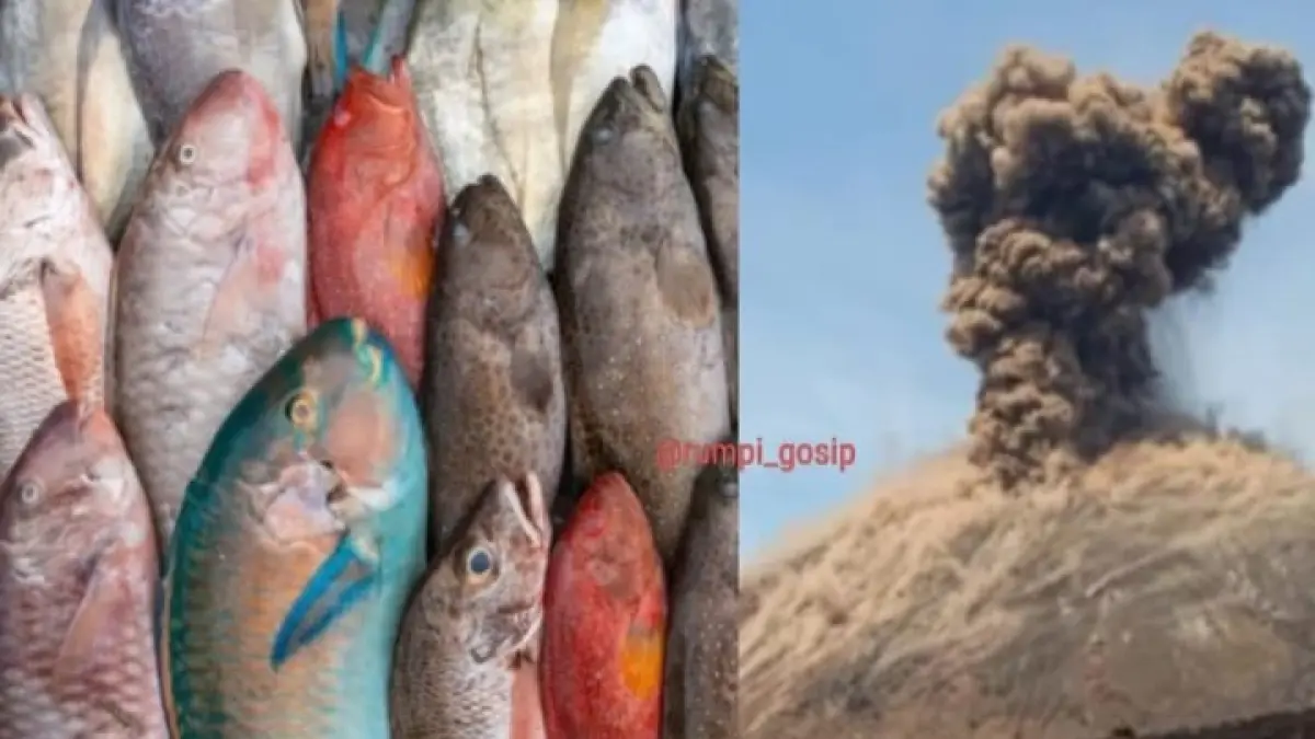 Ilustrasi: BRIN mengimbau masyarakat dan nelayan untuk tidak mengonsumsi ikan maupun biota laut lain yang ditemukan mati mendadak setelah aktivitas erupsi Gunung Anak Krakatau.(Instagram @rumpi_gosip)