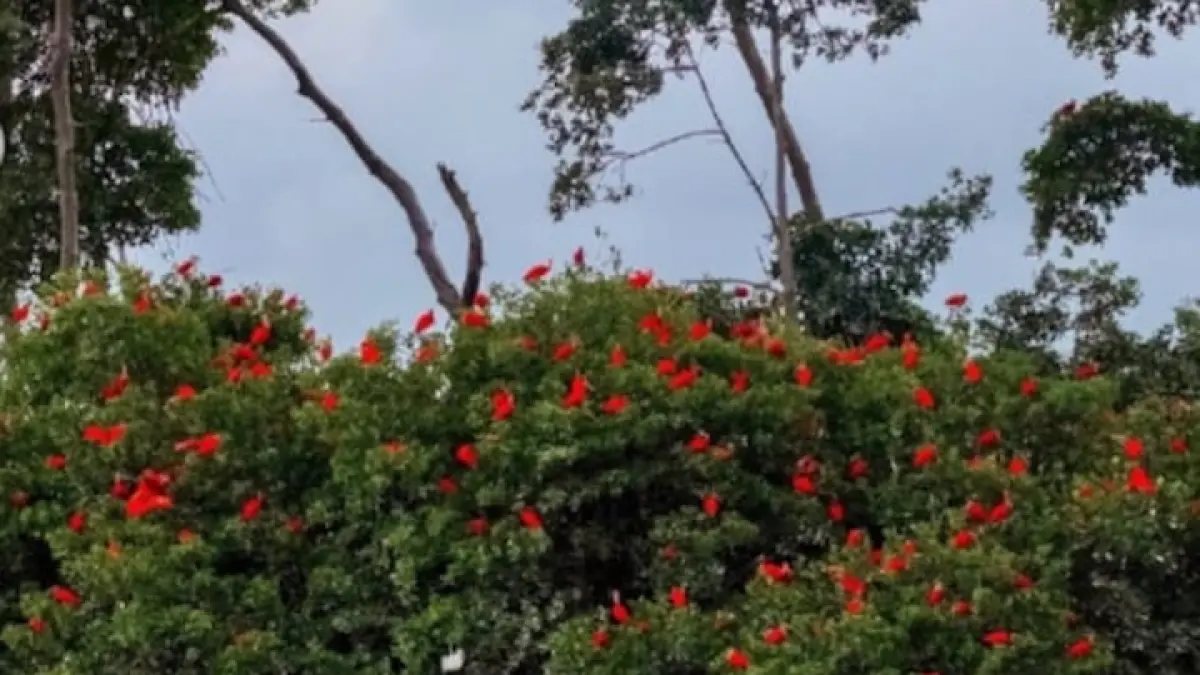 Revoada dos Guarás merupakan fenomena unik ketika ribuan burung ibis merah terbang dan berkumpul di kawasan hutan bakau.(Instagram @cretivox)