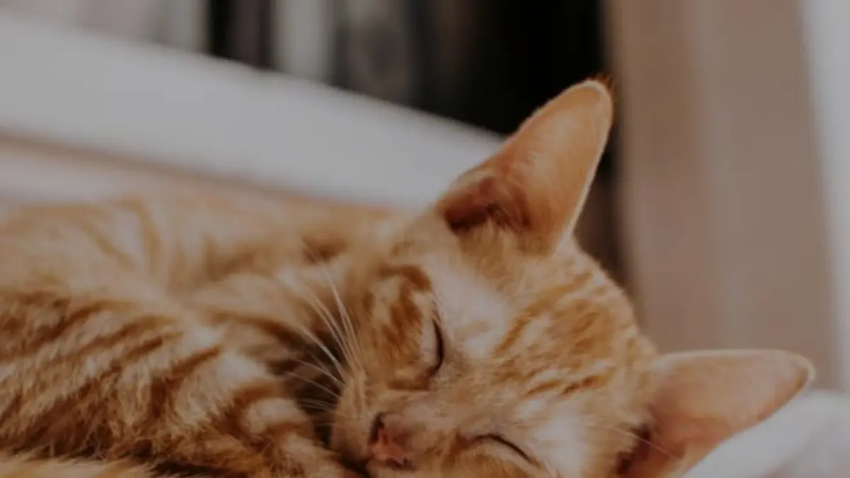 Ilustrasi, posisi tidur kucing bisa mengartikan maksud tertentu. (pexels.com)