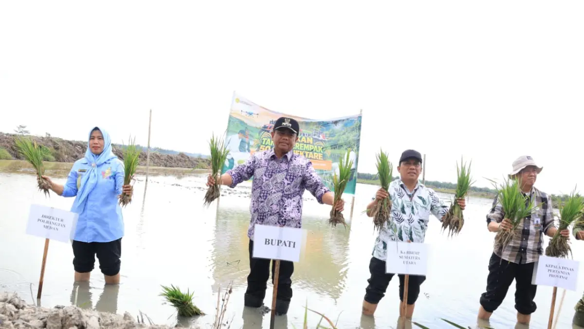 SAWAH: Bupati Sergai Darma Wijaya turun langsung ke sawah di Desa Tebing Tinggi, Kecamatan Tanjung Beringin, Jumat (18/9) .(Dok: Kominfo Sergai)