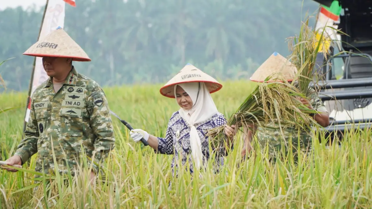 PANEN: Plt Bupati Langkat, Tiorita br Surbakti saat melakukan panen raya jagung bersama TNI. (Dok: Diskominfo Langkat)