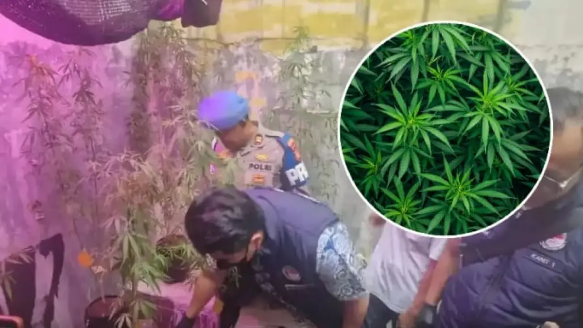 Pegawai PU Bandung tanam ganja untuk kebutuhan sendiri.(Instagram @pandemictalks)