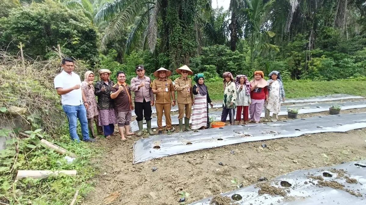 Gerakan Tanam Cabai Merah  oleh Kelompok Tani Saba Julu di Desa Paran Gadung , Kecamatan Padang Bolak Julu, Selasa 29 September 2026. (Mitra harahap)