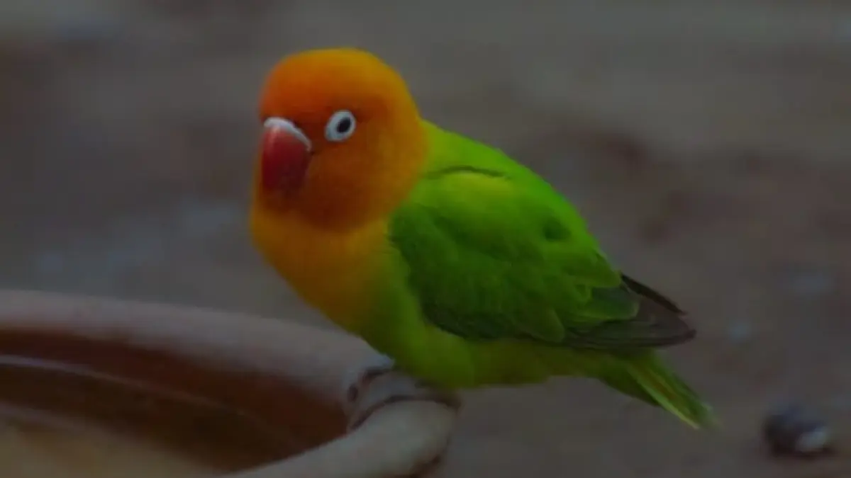 Ilustrasi, lovebird adalah salah datu burung kecil bersuara merdu yang kerap jadi peliharaan. (pexels.com)