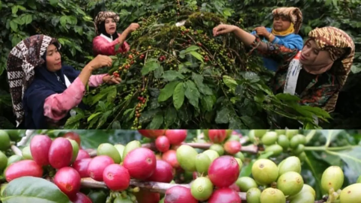 Kopi Arabika Gayo asal Aceh masuk daftar tujuh biji kopi terbaik dunia versi TasteAtlas.(Instagram @pandemictalks)