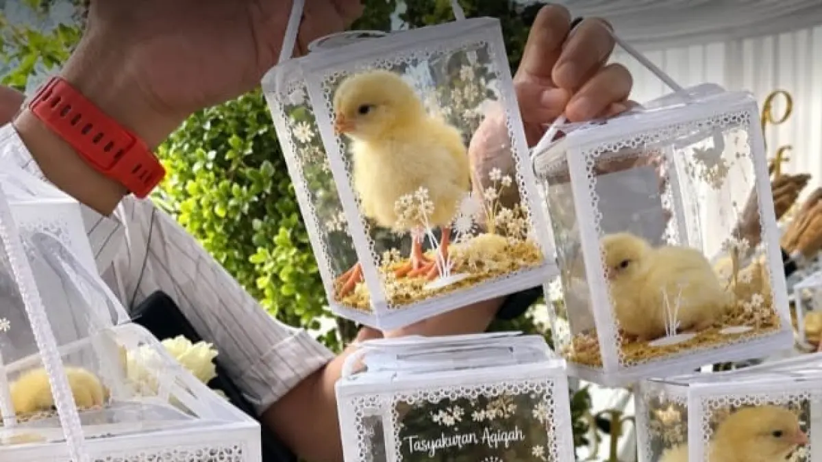 Suvenir anak ayam hidup di pernikahan Rangga dan Nunu menuai kritik.(borneoreview/Instagram @cretivox)