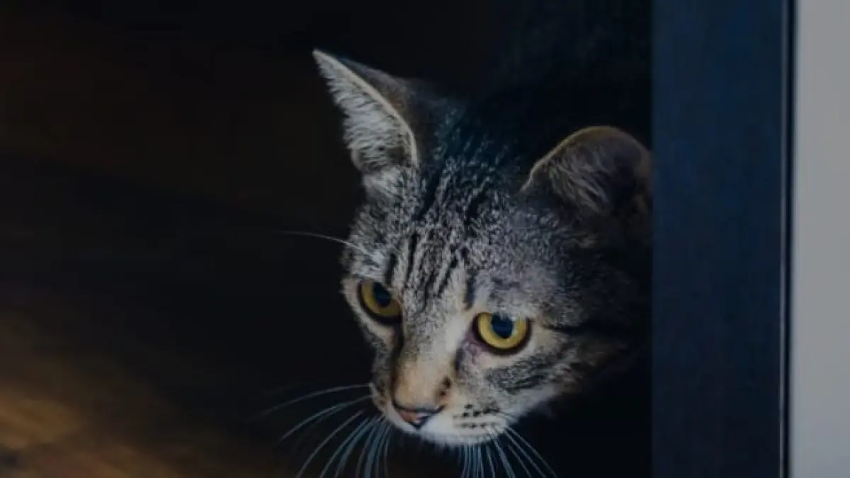 Ilustrasi, banyak kucing tiba-tiba meloncat, lari, atau langsung panik ketika melihat timun. (pexels.com)