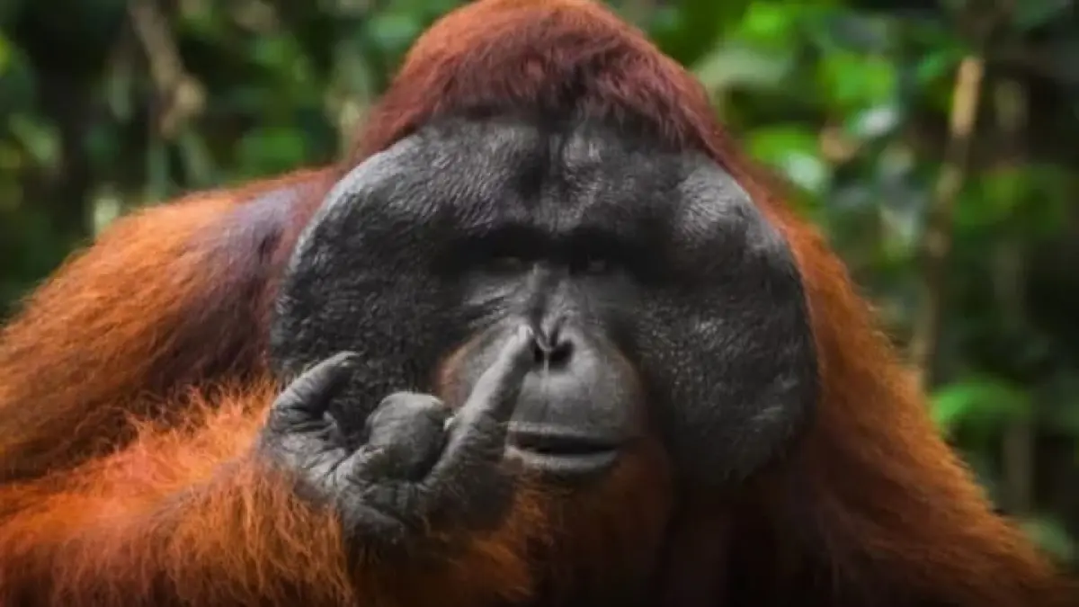 Orangutan Borneo mencuri perhatian dengan pose unik.(Instagram @pandemictalks)