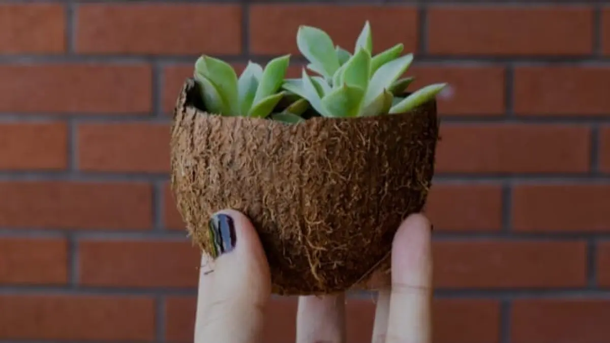 Ilustrasi, batok kelapa masih sangat berguna untuk dipakai, terutama jika suka berkebun. (pexels.com)