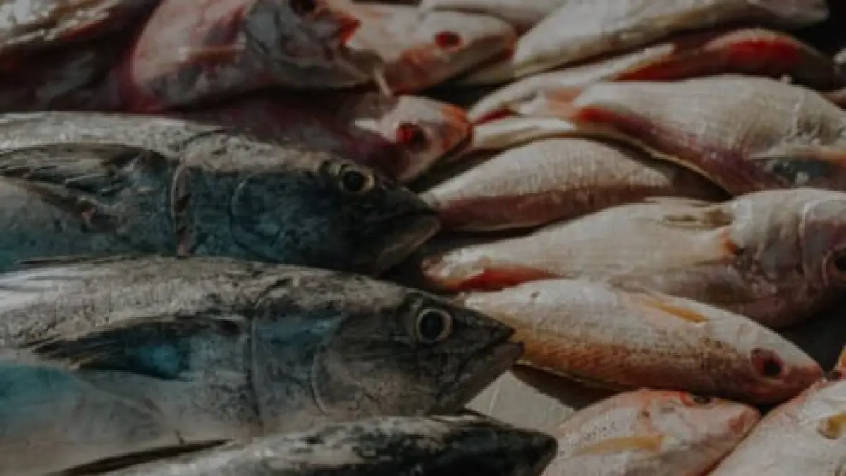 Ilustrasi, ikan tertentu bisa menjadi pilihan untuk menambah asupan kalsium selain susu. (pexels.com)