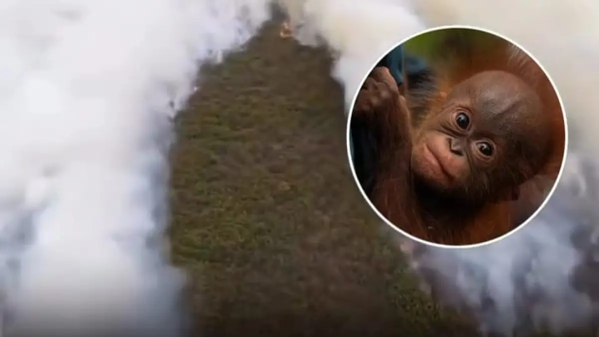 Karhutla mengancam Taman Nasional Tanjung Puting, habitat orangutan Kalimantan.(Instagram @pandemictalks)