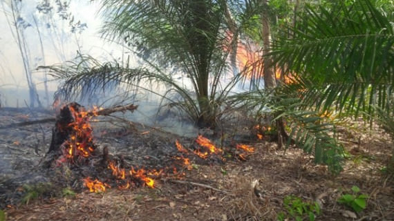 Foto: Hendri/Padang Ekspres/JPNN Jilatan api membakar kebun sawit dan karet di Kenagarian Aie Amo, Kecamatan Kamang Baru, Kabupaten Sijunjung, sekitar pukul 14.00, Senin (16/1).