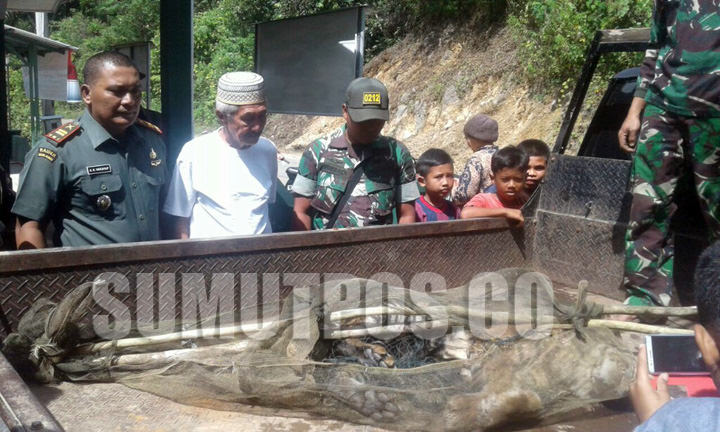Harimau jantan yang ditemukan warga di Desa Sihaporas, Kec. Sosopan, Kab. Padanglawas (Palas).