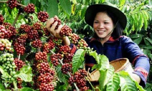 Panen Kopi-ilustrasi