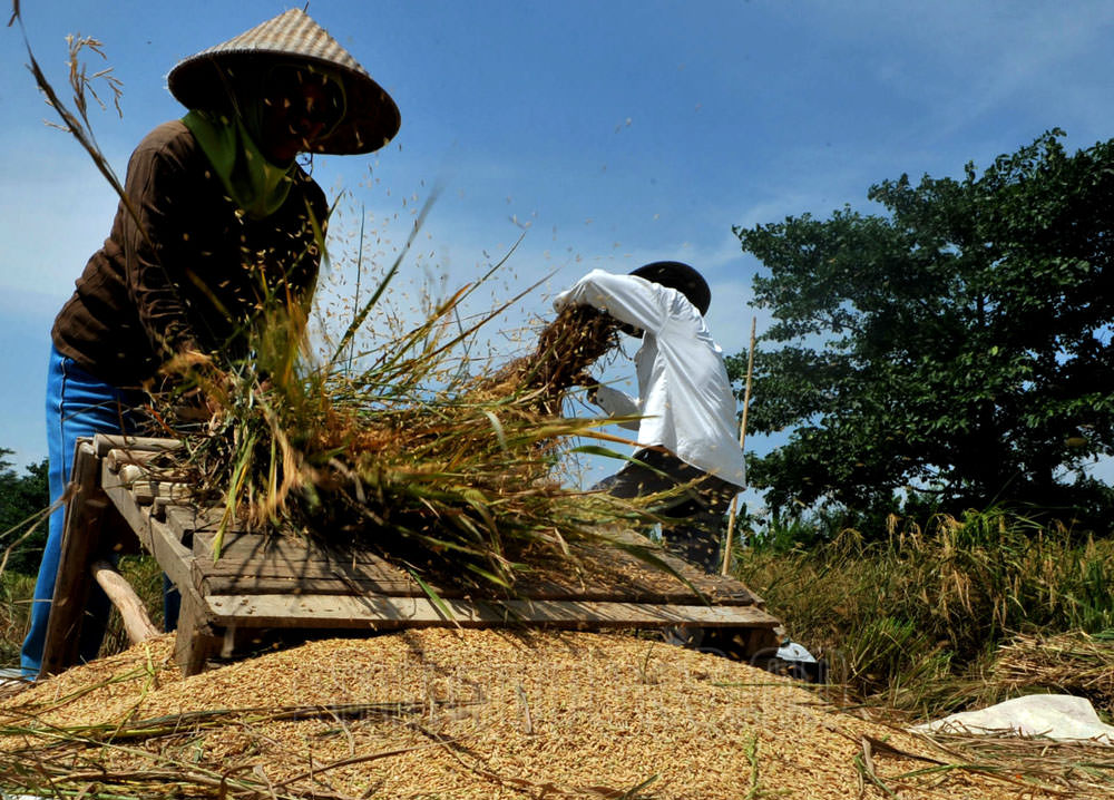 Foto: Dok SUMUT POS Petani mengumpulkan padi hasil panen di areal persawahan Pasar 7, Padang Bulan, Medan, Selasa (9/2) lalu.