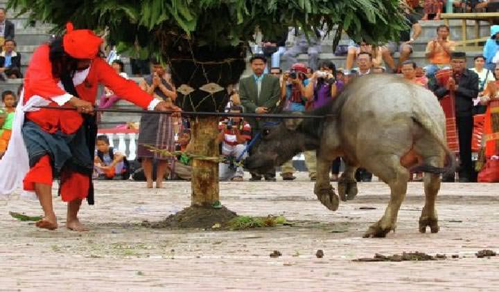 Pergelaran mangalahat horbo, salah satu tradisi Batak Toba yang digelar di Kabupaten Samosir beberapa waktu lalu. Kerbau atau horbo yang sudah ditambatkan lalu ditombak oleh penombak dan selanjutnya disembelih.
