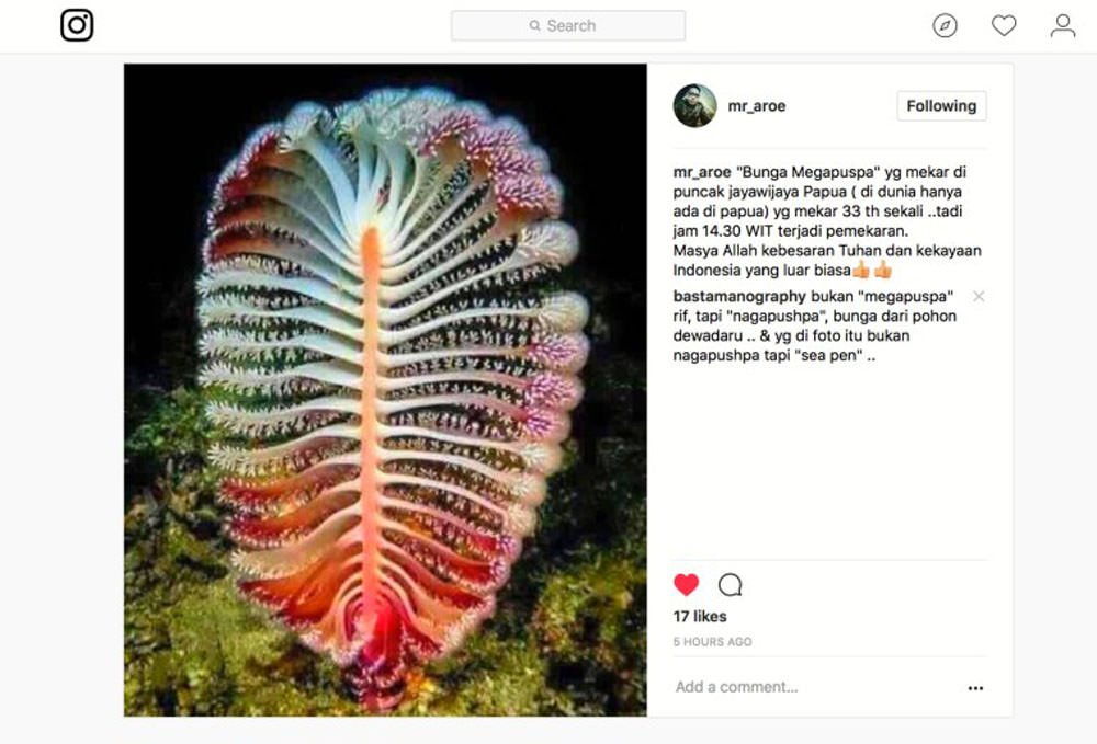 Gambar yang disebut-sebut sebagai bunga megapuspa adalah soft coral jenis sea pen. Tempatnya di kedalaman laut, bukan di Puncak Jayawijaya.