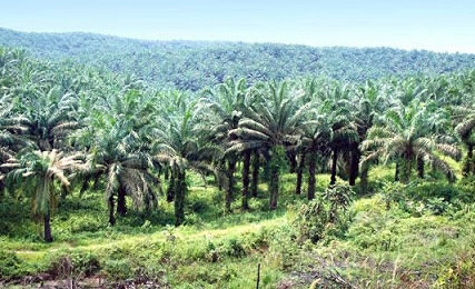 NET Hutan register 40 Padang Lawas, Sumut.