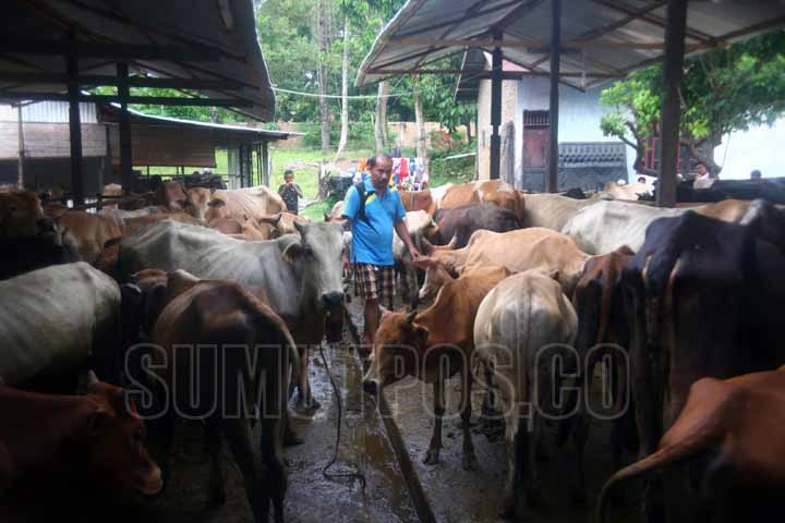 SUTAN SIREGAR/SUMUT POS HEWAN QURBAN_Pelaku usaha penjualan hewan kurban, memberi rumput hewan dagangannya dikawasan Polonia Medan, Minggu, Minggu (20/8). Hewan kurban yang didatangkan dari Langkat, dijual mulai dari harga Rp 11.000.000 /ekor sampai Rp 50