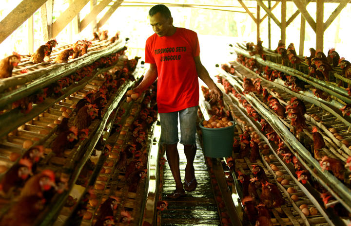 Foto: Falahi Mubarok/ Radar Malang Pekerja memilah telur ayam di kandang ternak ayam telur di peternakan ayam-ilustrasi.
