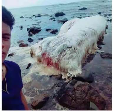 Sejumlah netizen menyebarkan foto makhluk yang sudah mati itu dengan berbagai nama. Ada yang menyebut itulah penampakan Al-Jassasah yang memang ada dalam hadis.
