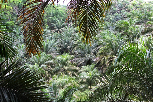 Kebun sawit di lahan register 40 Padang Lawas.