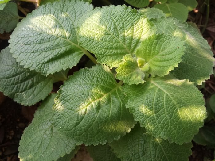 Foto: Tania Natalin Simanjuntak/Detik Food  Daun Torbangun alias ‘Bangun-bangun’, telah dikonsumsi oleh perempuan hamil di Sumatera Utara selama ratusan tahun.