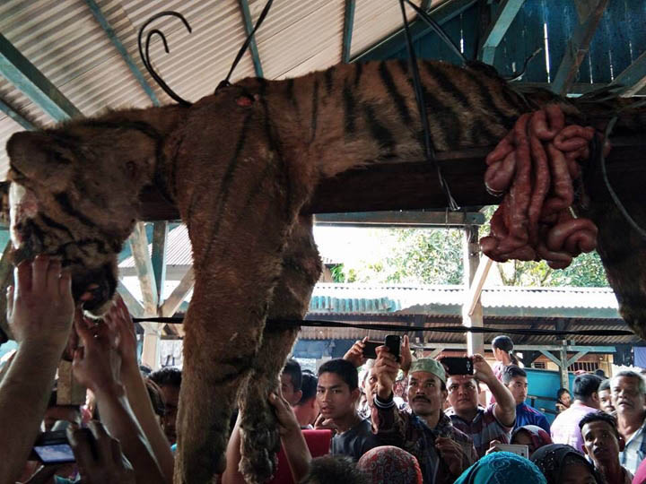 KONFLIK: Harimau mati tombak, setelah masuk ke kolong rumah warga di Kabupaten Mandailing Natal.(istimewa)