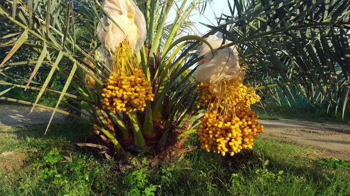 Kebun kurma di Aceh.