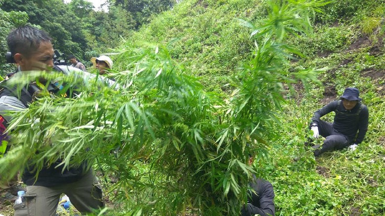 Foto: agus/dtc Ladang ganja di Aceh dimusnahkan.