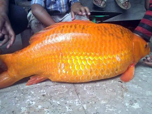 Ikan mas berukuran raksasa, dengan berat 14 kg, yang ditemukan di Tao Silalahi pada 17 Juni 2018.
