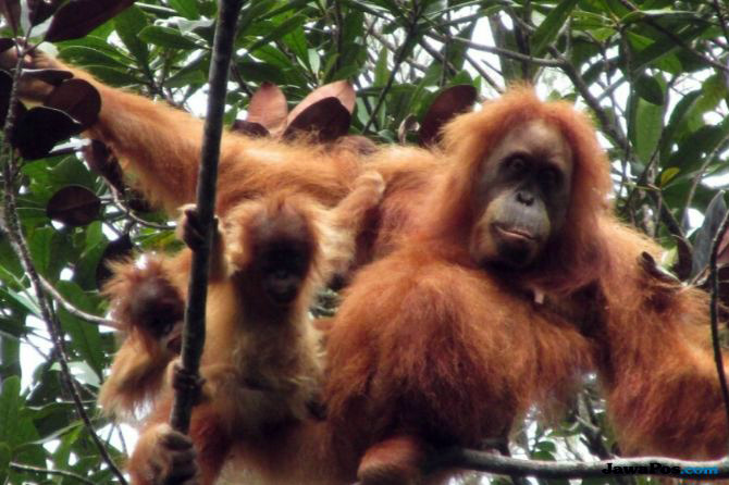 Foto: SOCP For JawaPos.com ORANGUTAN: Bayi Orangutan Tapanuli kembar digendong induknya saat ditemukan pada 20 Mei 2018.