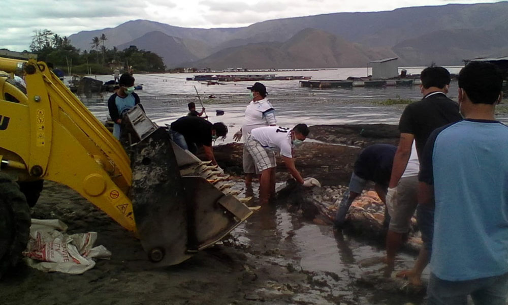 Foto: Edy Saragih/Metro Siantar/SMG Petugas dan petani keramba ikan di Pangururan Danau Toba, mengevakuasi bangkai jutaan ekor ikan yang mati.
