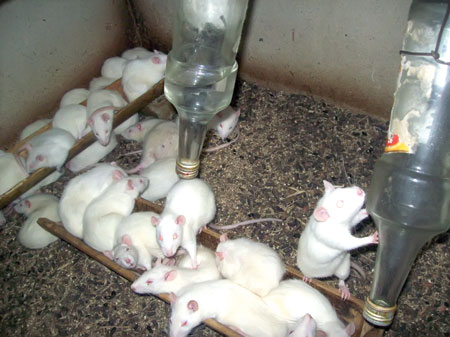istimewa for sumut pos TERNAK: Tikus Putih menjadi wisata pendidikan saat ini.