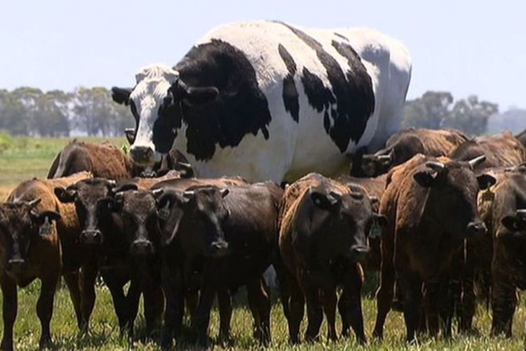 DAILY MIRROR / 7 NEWS  Knickers, sapi jantan di Australia, yang memiliki tinggi 194 sentimeter, jauh lebih besar dibandingkan ternak sapi lainnya.