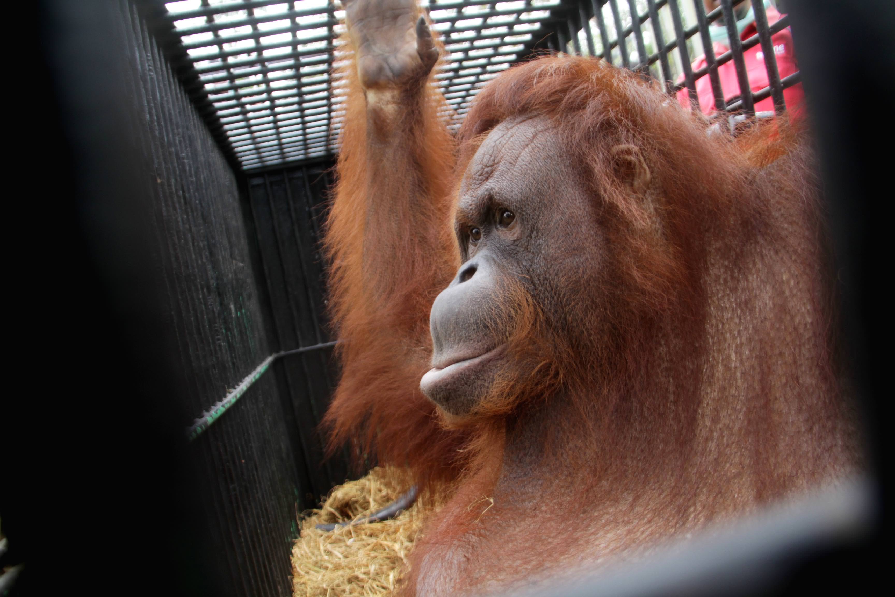 SUTAN SIREGAR/SUMUT POS EVAKUASI_Petugas memindahkan Orang Utan dari kandang nya di Medan Zoo Jalan Simalingkar Medan, Rabu (20/2) Koleksi Satwa di Medan Zoo bertambah setelah mereka menukar satwa nya Harimau Sumatera dengan Orang Utan.