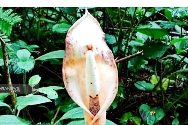 Antarasumut/Holik Flora dari marga Amorphophallus.