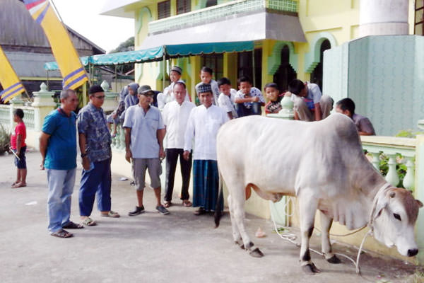 Ilyas effendy/ sumut pos HEWAN KURBAN: Hewan kurban Datok Sri Syamsul Arifin, SE yang siap untuk disembelih di Masjid Raya Pekan Besitang.