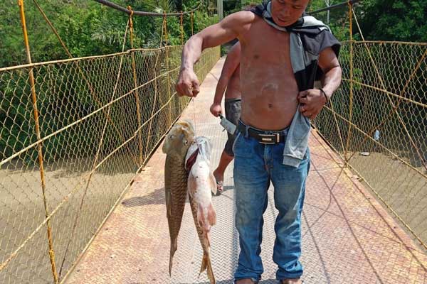 MATI: Warga Desa Mangan Molih Kecamatan Tanah Pinem Kabupaten Dairi mengambil ikan Jurung   yang mati mendadak di aliran sungai Lae Renun. RUDY SITANGGANG/SUMUT POS