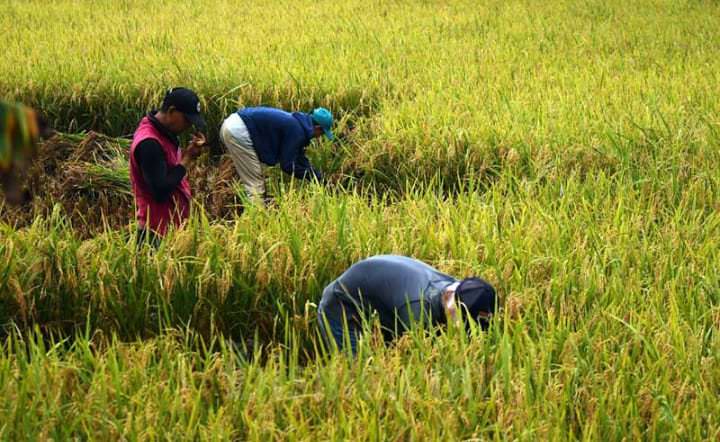 Tingkatkan Produksi Padi, Kabupaten Bandung Mulai Andalkan RJIT