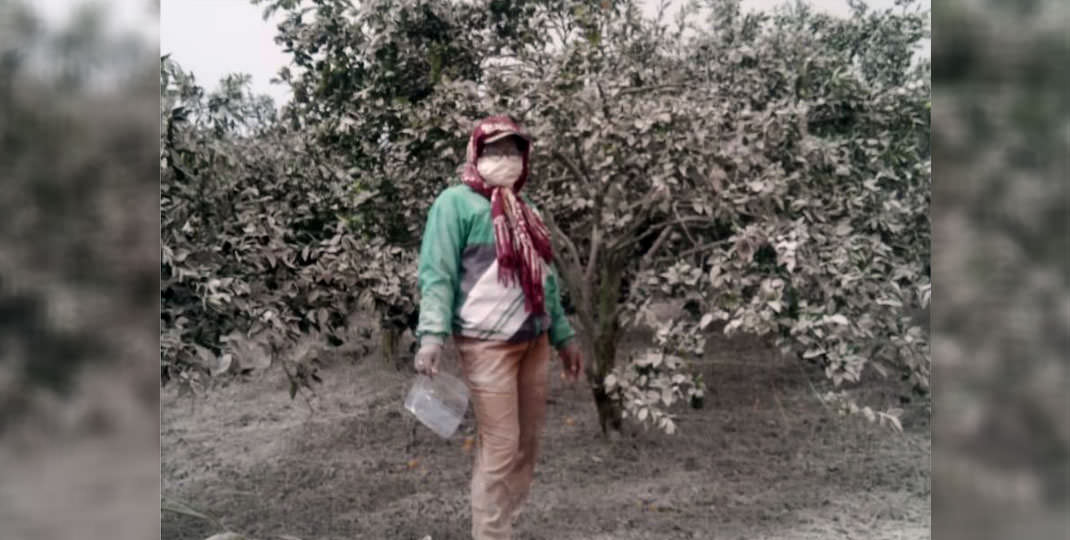 RUSAK: Tanaman milik petani di 4 kecamatan di Kabupaten Karo, yang rusak diselumuti abu vilkanik Gunung Sinabung, yang kembali erupsi sejak Selasa-Rabu (2-3/3). Solideo/Sumut Pos.