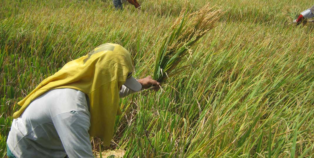 PANEN: Petani saat panen padi di Kabupaten Simalungun, beberapa waktu yang lalu.