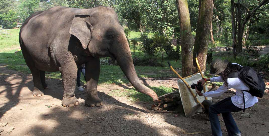 LEPAS: Siti, gajah dari Medan Zoo yang sempat lepas dan ditemukan di Desa Ujung Labuhen, Kecamatan Namorambe, Kabupaten Deliserdang, Selasa (30/3).