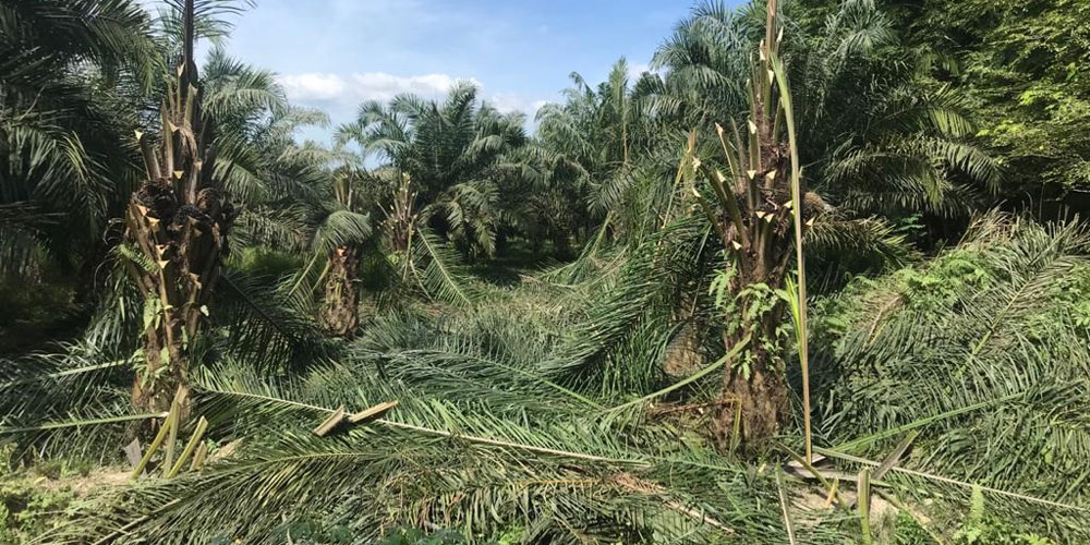 DIRUSAK: Tanaman sawit milik Kebun Tanjung Jati PTPN2 yang dirusak orang tidak bertanggungjawab.