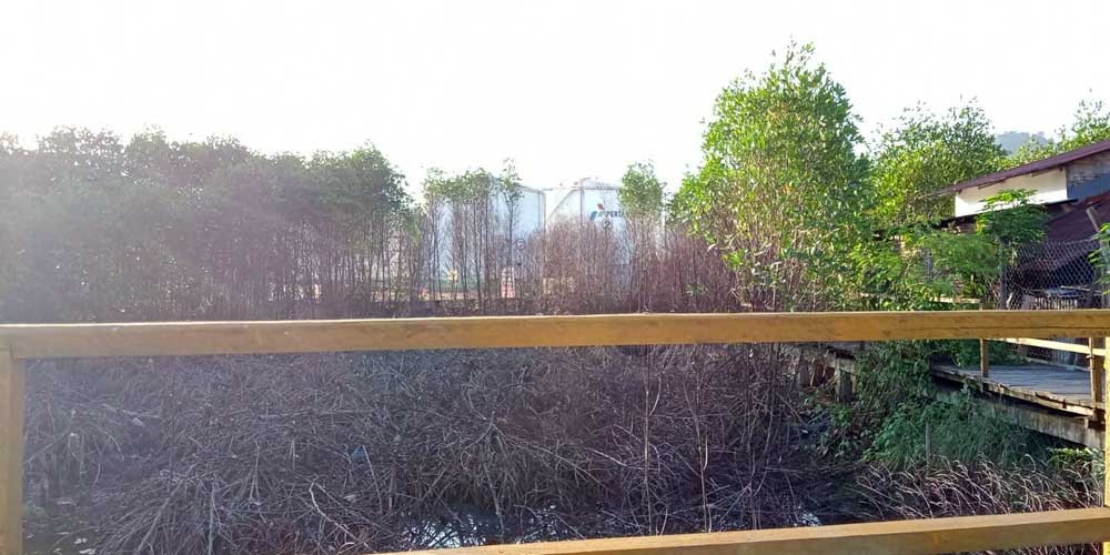 HUTAN MATI: Hutan manggrove milik Pemko Sibolga yang mati.