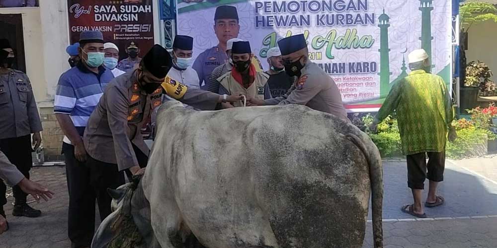 SERAHKAN: Kapolres Tanah Karo AKBP Yustinus Setyo saat menyerahkan hewan kurban kepada panitia.SOLIDEO/SUMUT POS.
