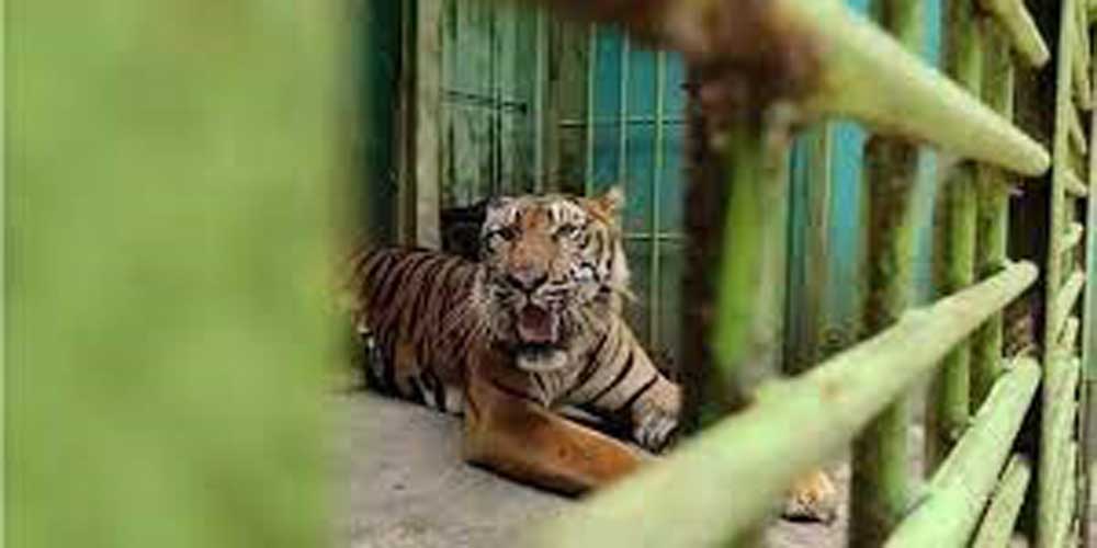 KURUS: Harimau Sumatera koleksi di Medan Zoo yang kurus kering akibat kurang asupan makanan. istimewa/sumutpos.